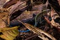 051 Arenal, gestreepte skink